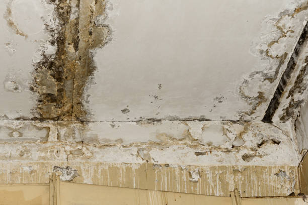 Mold Remediation for Rental Properties in Okemah, OK